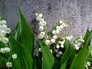 Convallaria White Lily of the Valley
